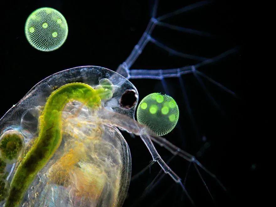 A Daphnia under the microscope