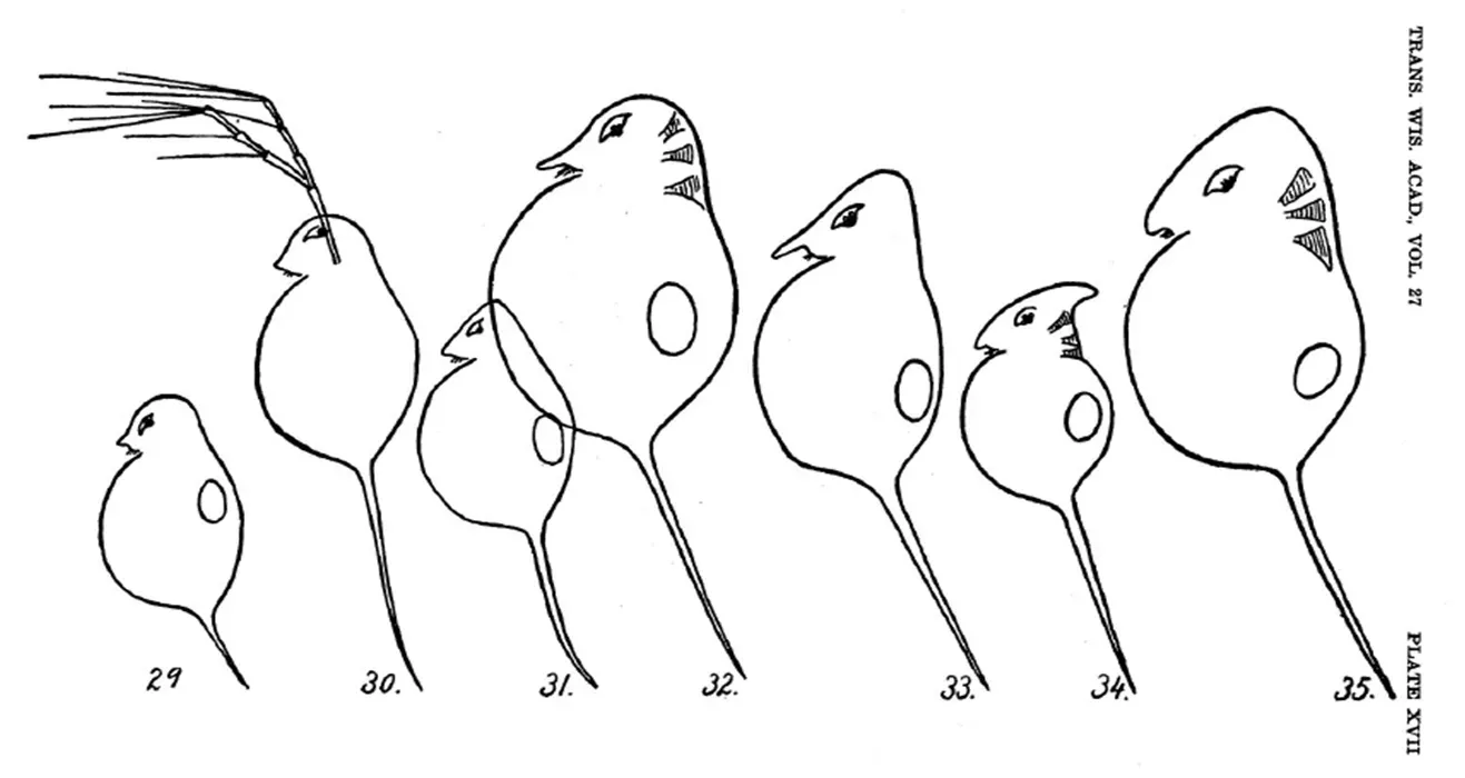 Line drawing of eight Daphnia specimens at different stages, numbered 29 to 35