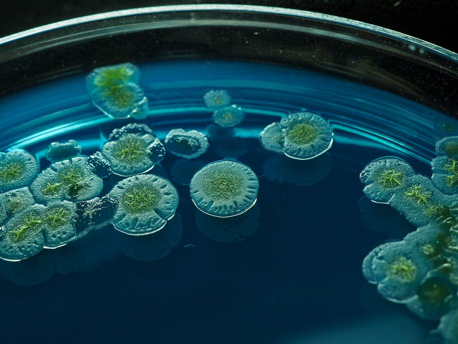 Daphnia under water